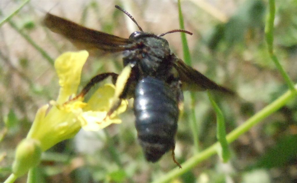 Andrena morio?